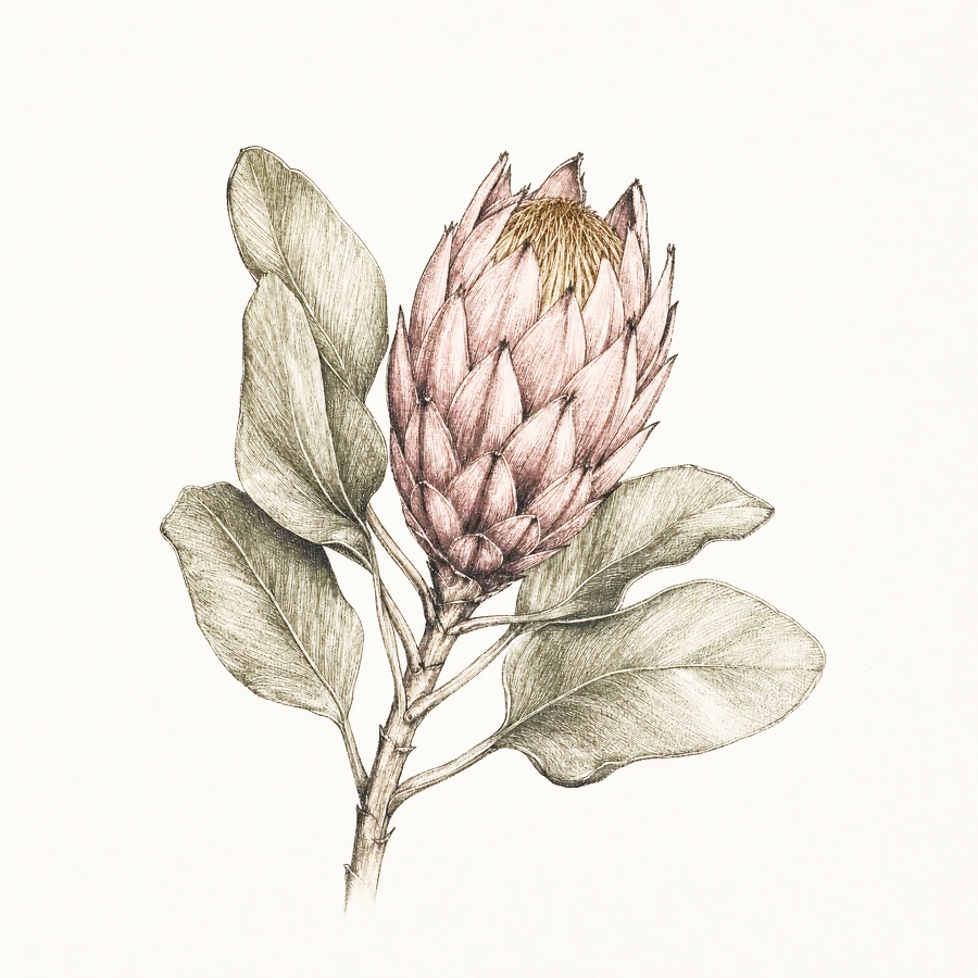 Ink field sketch of a protea bud, from the studio notebook